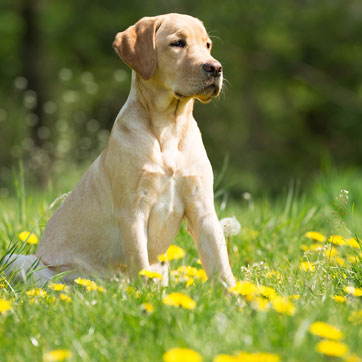 En lys labrador sidder let med siden til på en græsplæne med gule mælkebøtter og kigger ud af billedet.