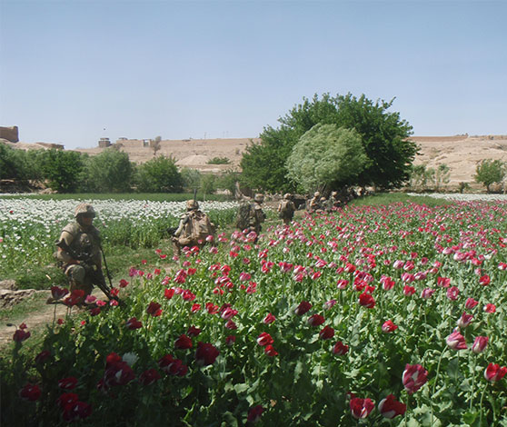 Langs skellet til en grøn mark med røde blomstrende valmuer knæler fuldt uniformerede soldater. Landskabet bag dem har enkelte buske og træer, ellers er alt andet sandfarvet.